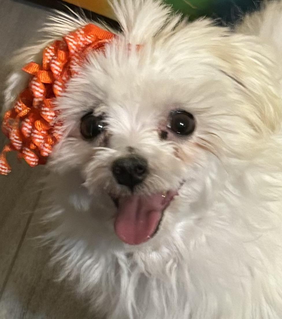 Enlarge Bryton, a Adopted Maltese in Adams, NE image 3/3