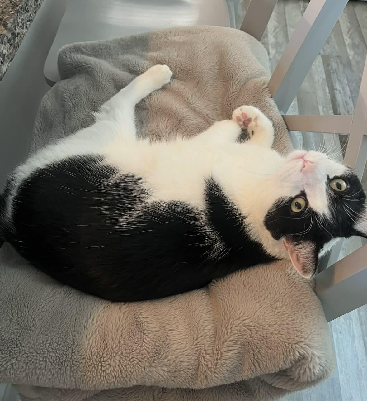 Enlarge Theo, a Adoptable American Shorthair in Berwick, ME image 1/3