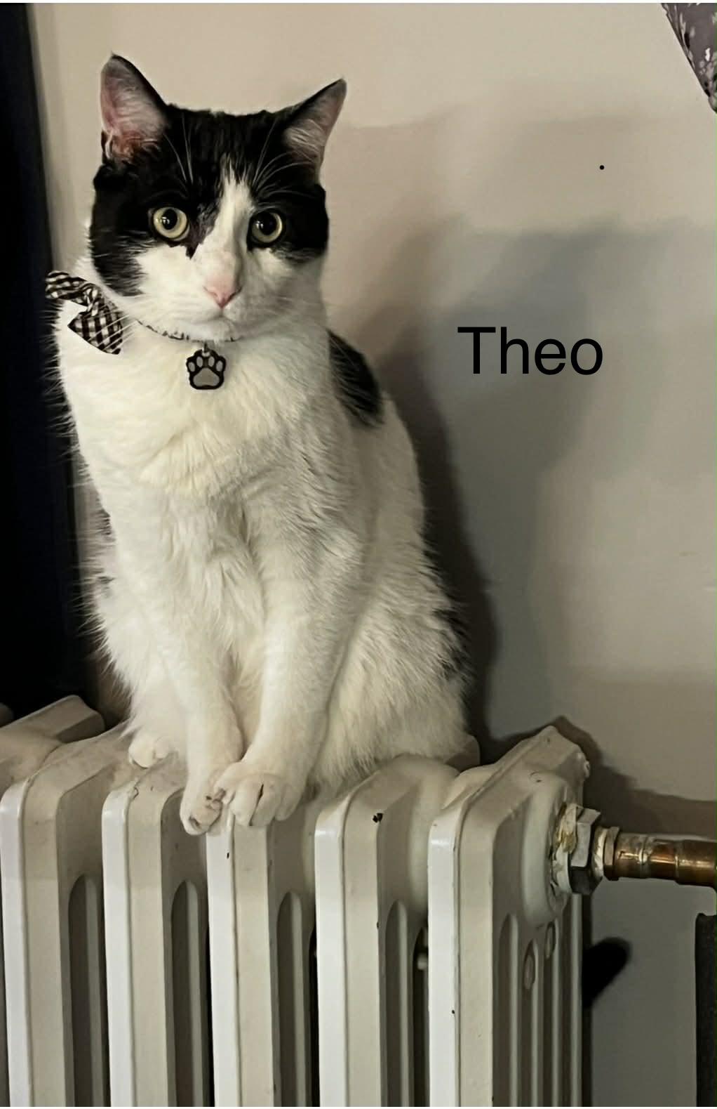 Enlarge Theo, a Adoptable American Shorthair in Berwick, ME image 3/3