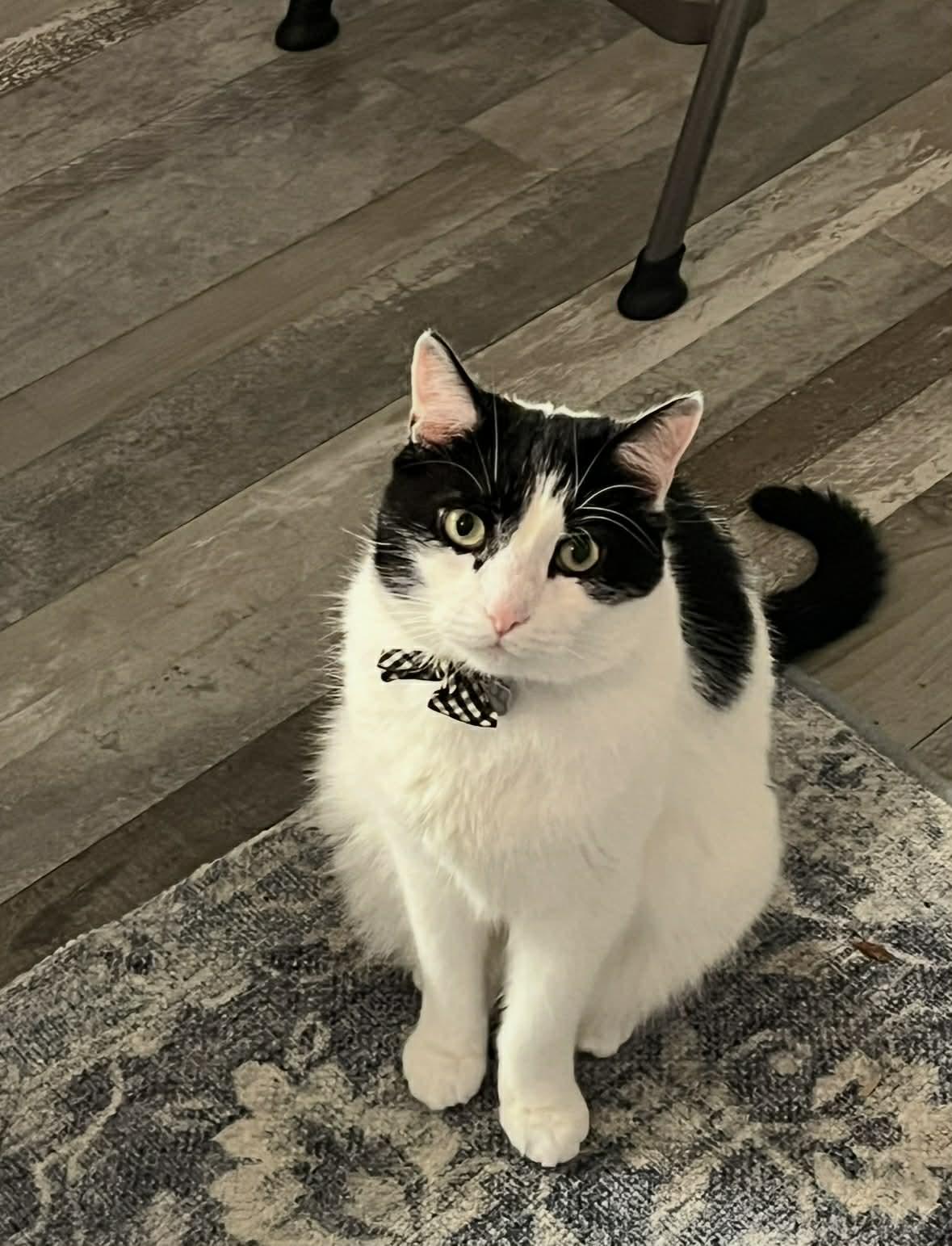 Enlarge Theo, a Adoptable American Shorthair in Berwick, ME image 2/3