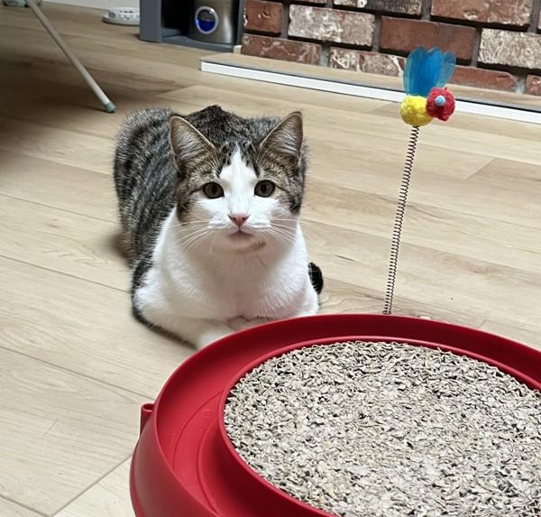 Carrie, Adoptable, Young Female Domestic Short Hair.