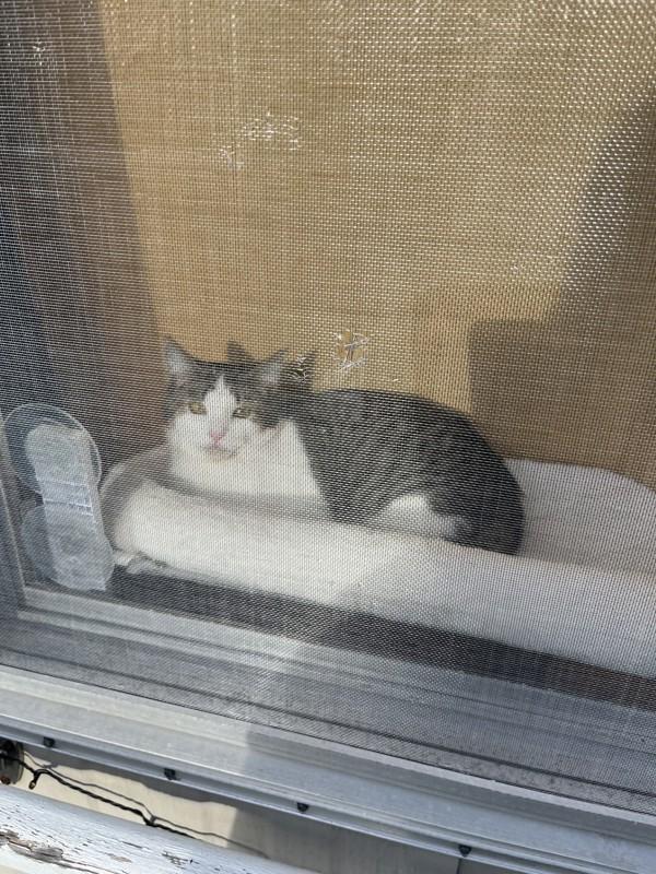 Enlarge Carrie, a Adoptable mixed breed in Sechelt, BC image 2/6