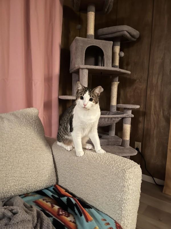 Enlarge Carrie, a Adoptable mixed breed in Sechelt, BC image 3/6