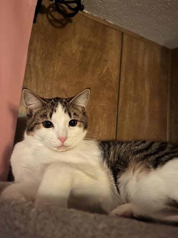 Enlarge Carrie, a Adoptable mixed breed in Sechelt, BC image 5/6