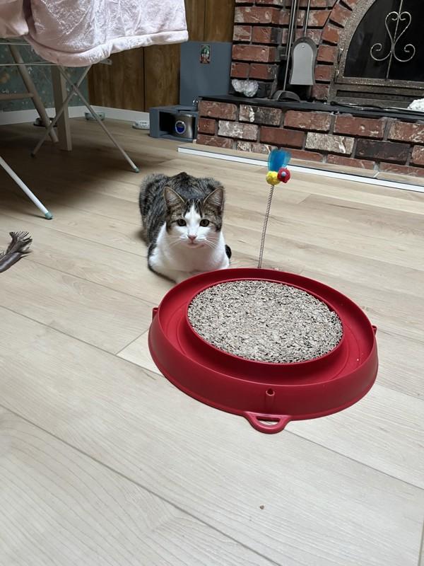 Enlarge Carrie, a Adoptable mixed breed in Sechelt, BC image 6/6