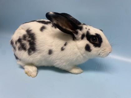 Happy, Adoptable, Adult Male English Spot & Bunny Rabbit.