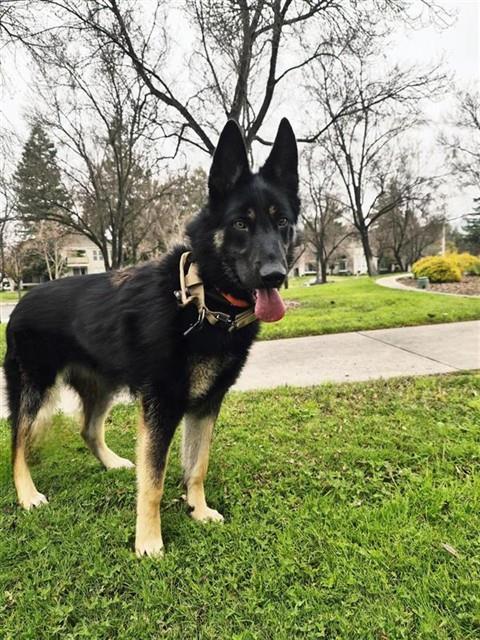 Enlarge SARGE, a Adoptable German Shepherd Dog in Fremont, CA image 1/1