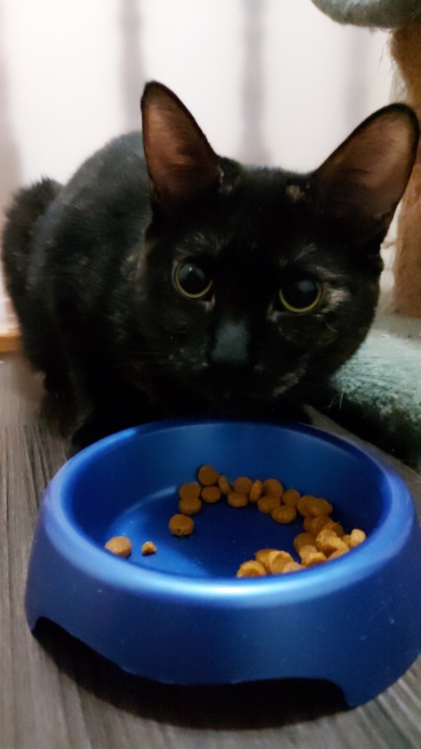 Papaya, Adoptable, Adult Female Domestic Short Hair.