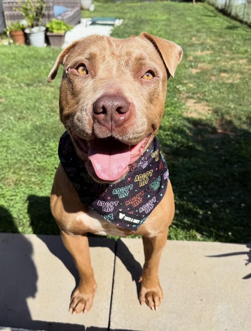 Enlarge Star, a Adoptable mixed breed in Philadelphia, PA image 5/6