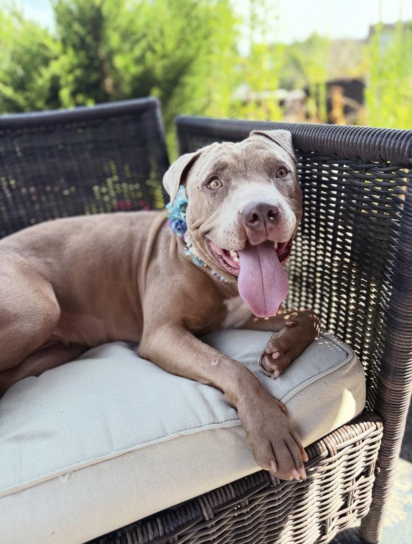 Enlarge Star, a Adoptable mixed breed in Philadelphia, PA image 2/6