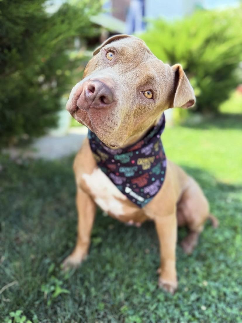 Enlarge Star, a Adoptable mixed breed in Philadelphia, PA image 3/6