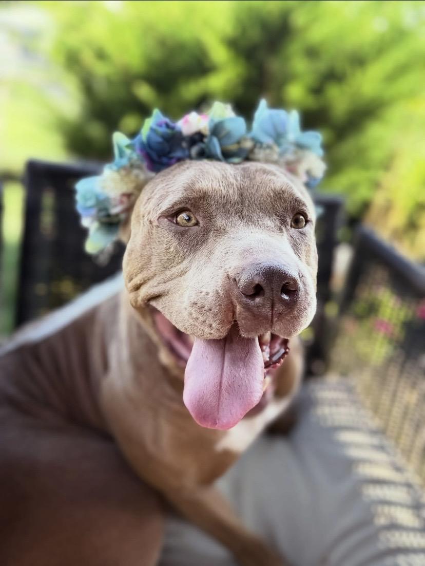 Enlarge Star, a Adoptable mixed breed in Philadelphia, PA image 1/6