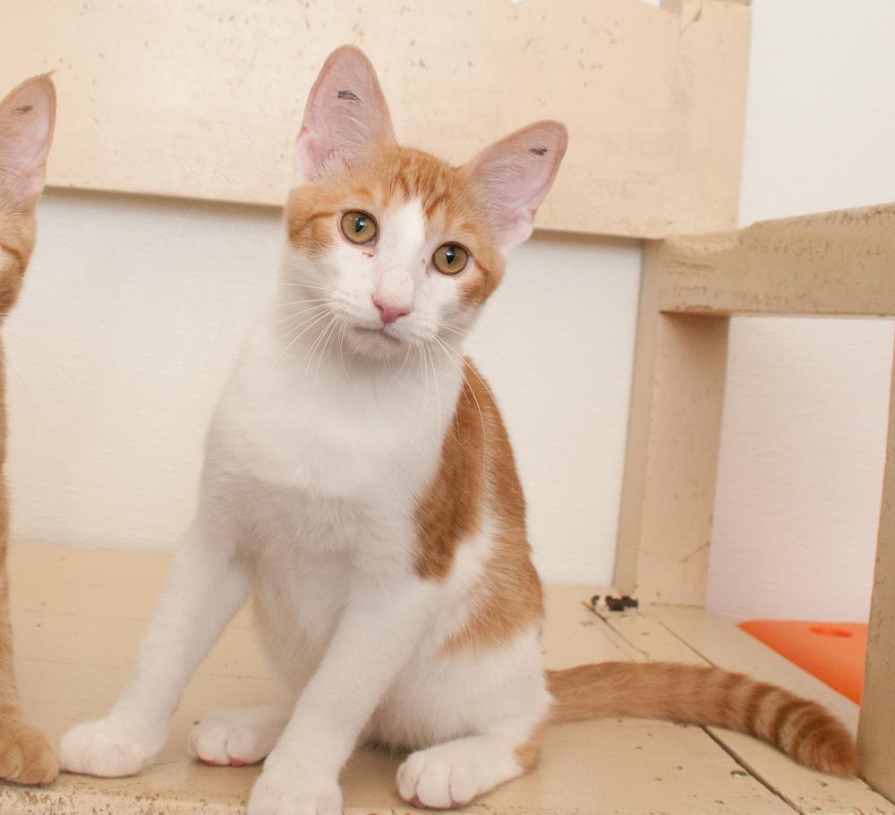 Enlarge Pumpkin (gets adopted with Citrus), a Adoptable Tabby in Westminster, CO image 2/2