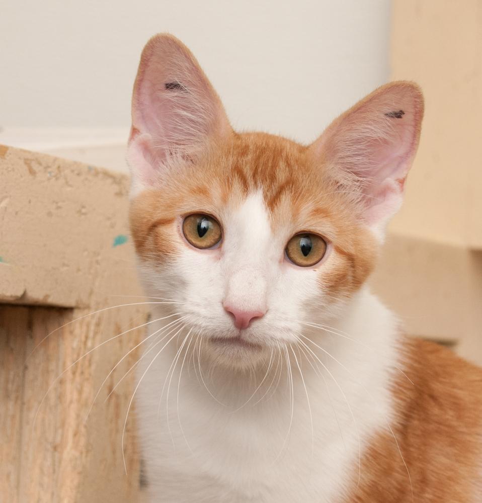 Pumpkin (gets adopted with Citrus), Adoptable, Kitten Male Tabby.