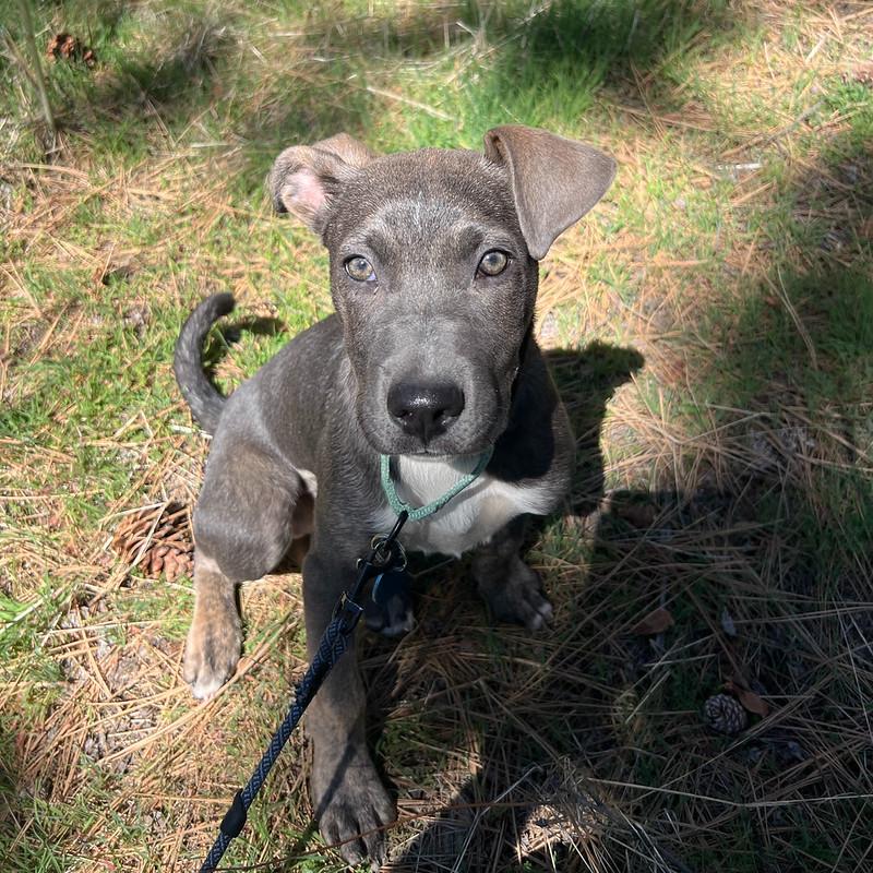 Enlarge Marigold, an adopted Mixed Breed in Truckee, CA image 2/5