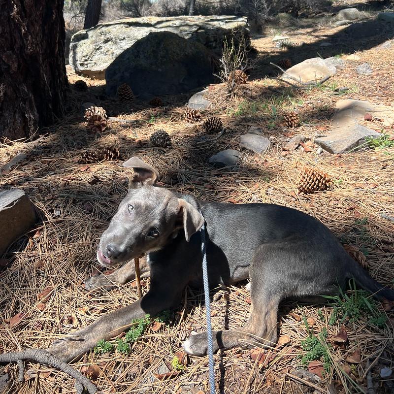 Enlarge Marigold, an adopted Mixed Breed in Truckee, CA image 5/5