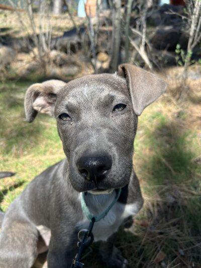 Enlarge Marigold, an adopted Mixed Breed in Truckee, CA image 4/5
