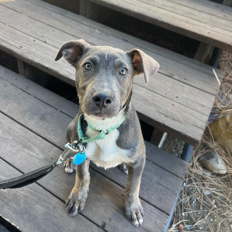 Enlarge Marigold, an adopted Mixed Breed in Truckee, CA image 1/5
