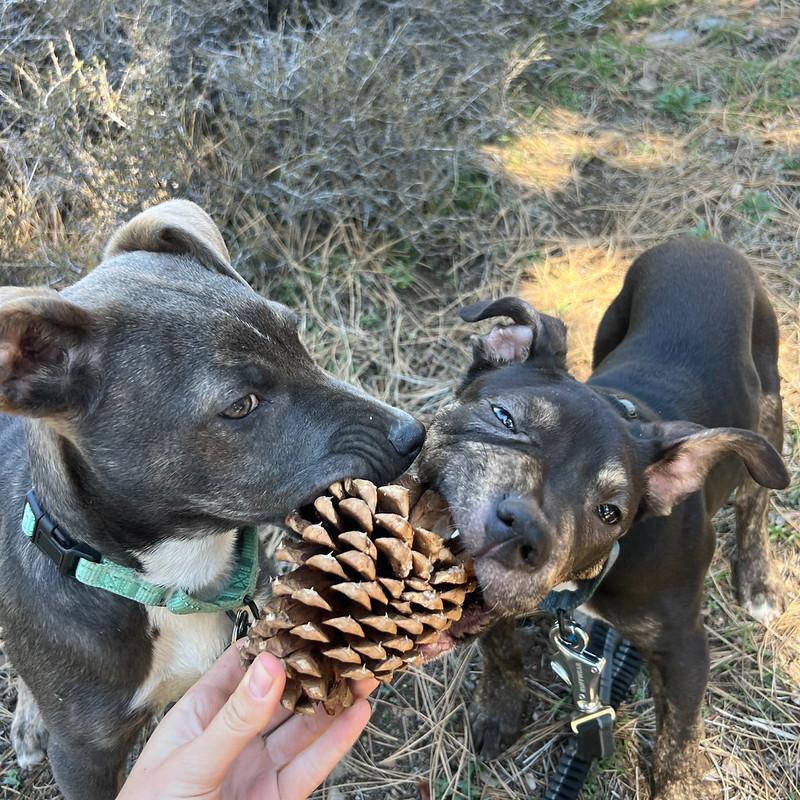 Enlarge Marigold, an adopted Mixed Breed in Truckee, CA image 3/5