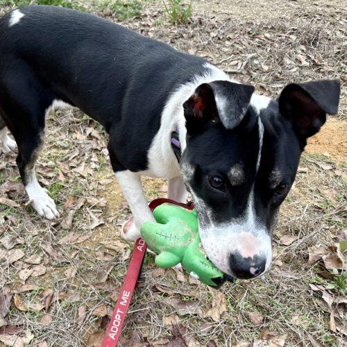 Everest, Adoptable, Puppy Female Hound & Labrador Retriever.