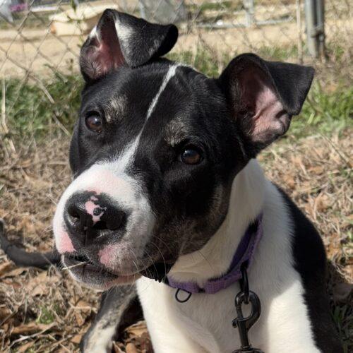 Everest, a Adoptable mixed breed in Wilmington, NC image 3/6