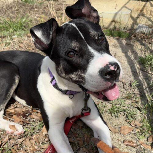 Everest, a Adoptable mixed breed in Wilmington, NC image 4/6