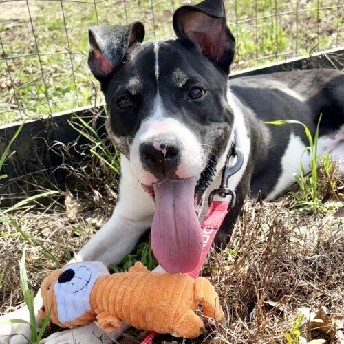 Everest, a Adoptable mixed breed in Wilmington, NC image 5/6