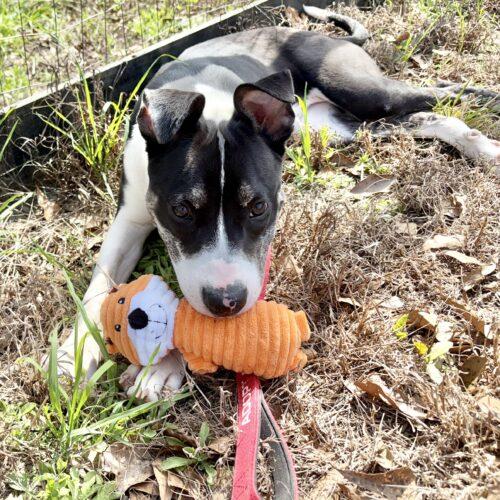 Everest, a Adoptable mixed breed in Wilmington, NC image 6/6
