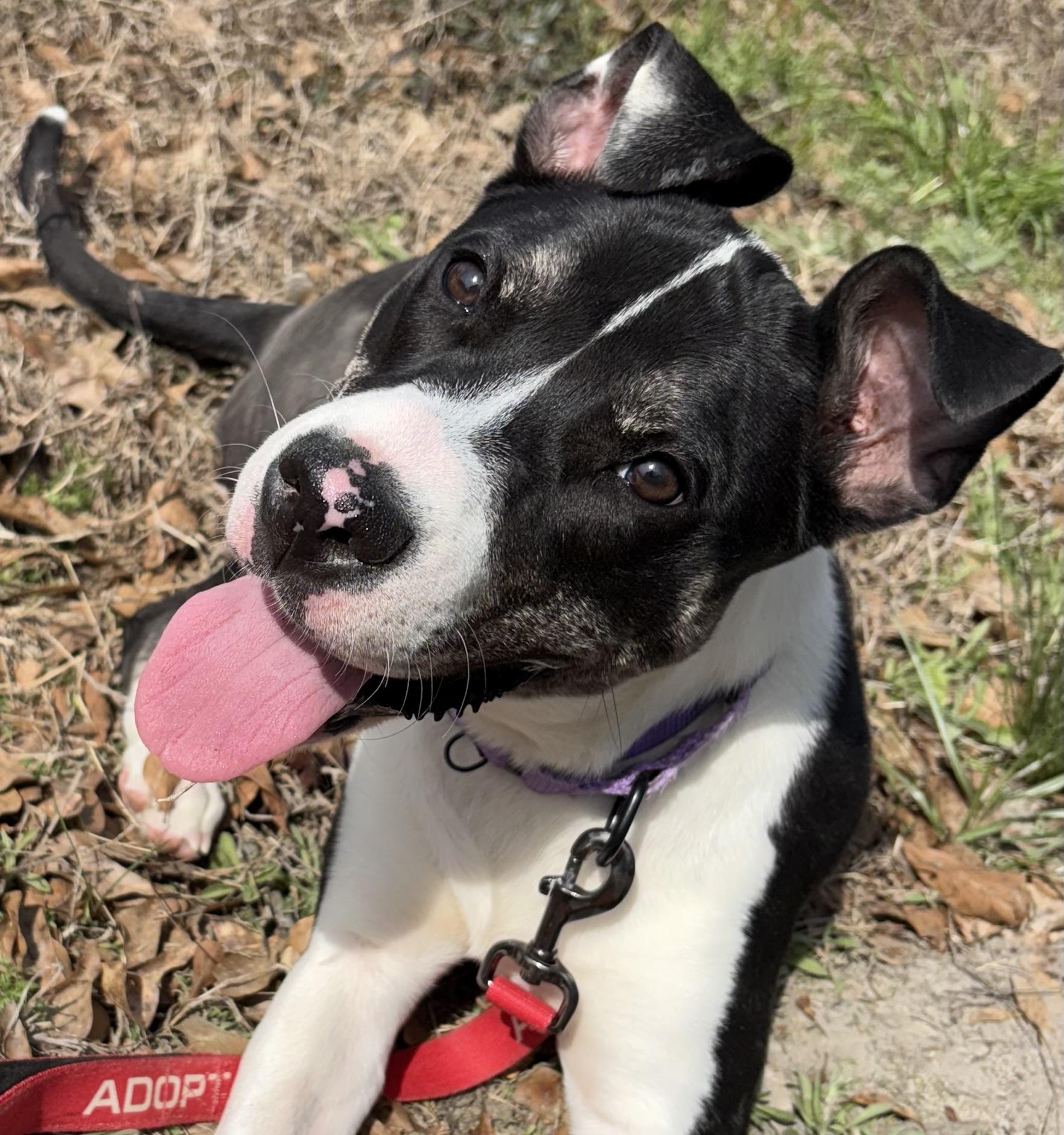 Everest, a Adoptable mixed breed in Wilmington, NC image 2/6