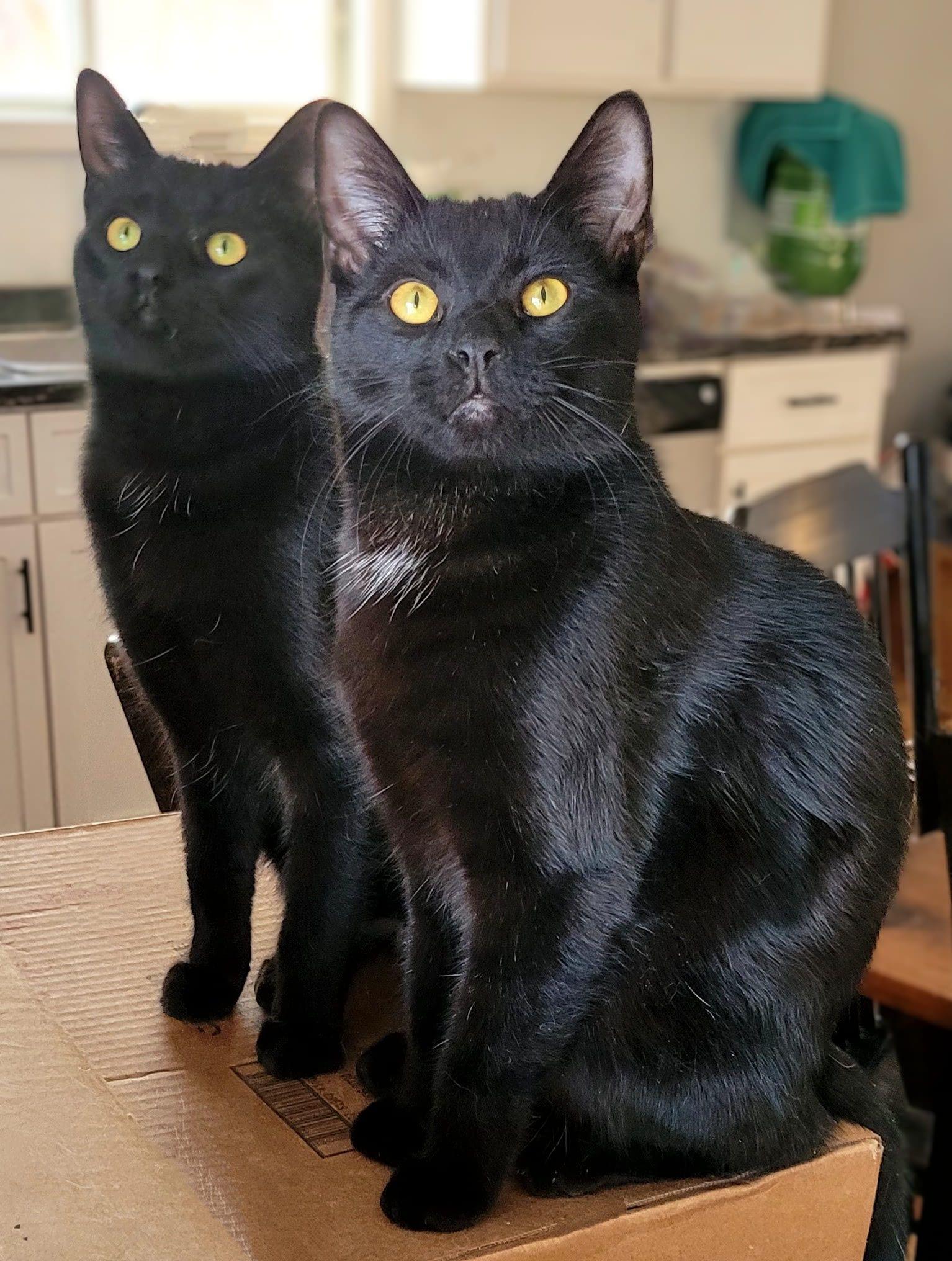 Rita bonded with Roc, Adoptable, Adult Female Domestic Short Hair.