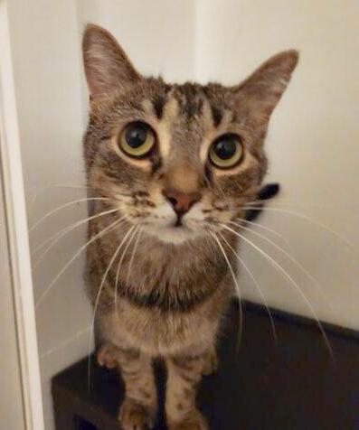 Elsa, Adoptable, Adult Female American Shorthair.