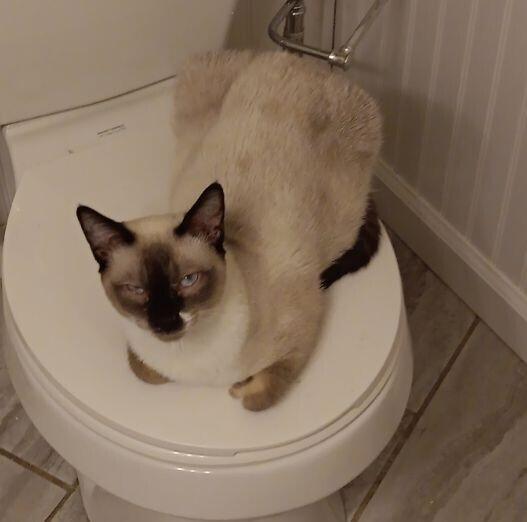 Cry Baby, Adoptable, Adult Male Domestic Short Hair & Siamese.