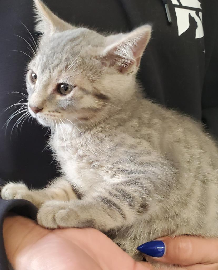 Mercury, Adoptable, Kitten Male Domestic Short Hair.