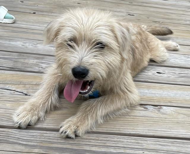 Enlarge Franky, an adopted Wheaten Terrier in Memphis, TN image 5/5