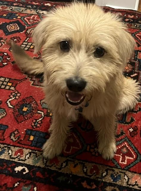 Enlarge Franky, an adopted Wheaten Terrier in Memphis, TN image 3/5