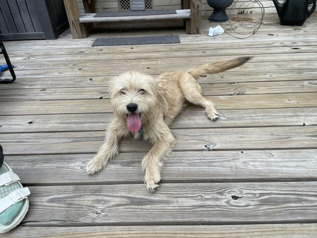 Franky, adopted, Young Male Wheaten Terrier.