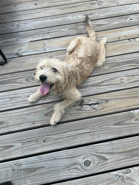 Enlarge Franky, an adopted Wheaten Terrier in Memphis, TN image 4/5