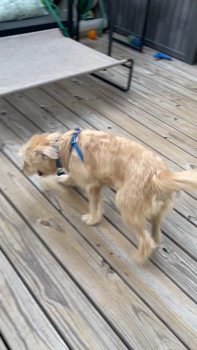 Enlarge Franky, an adopted Wheaten Terrier in Memphis, TN video 2/5