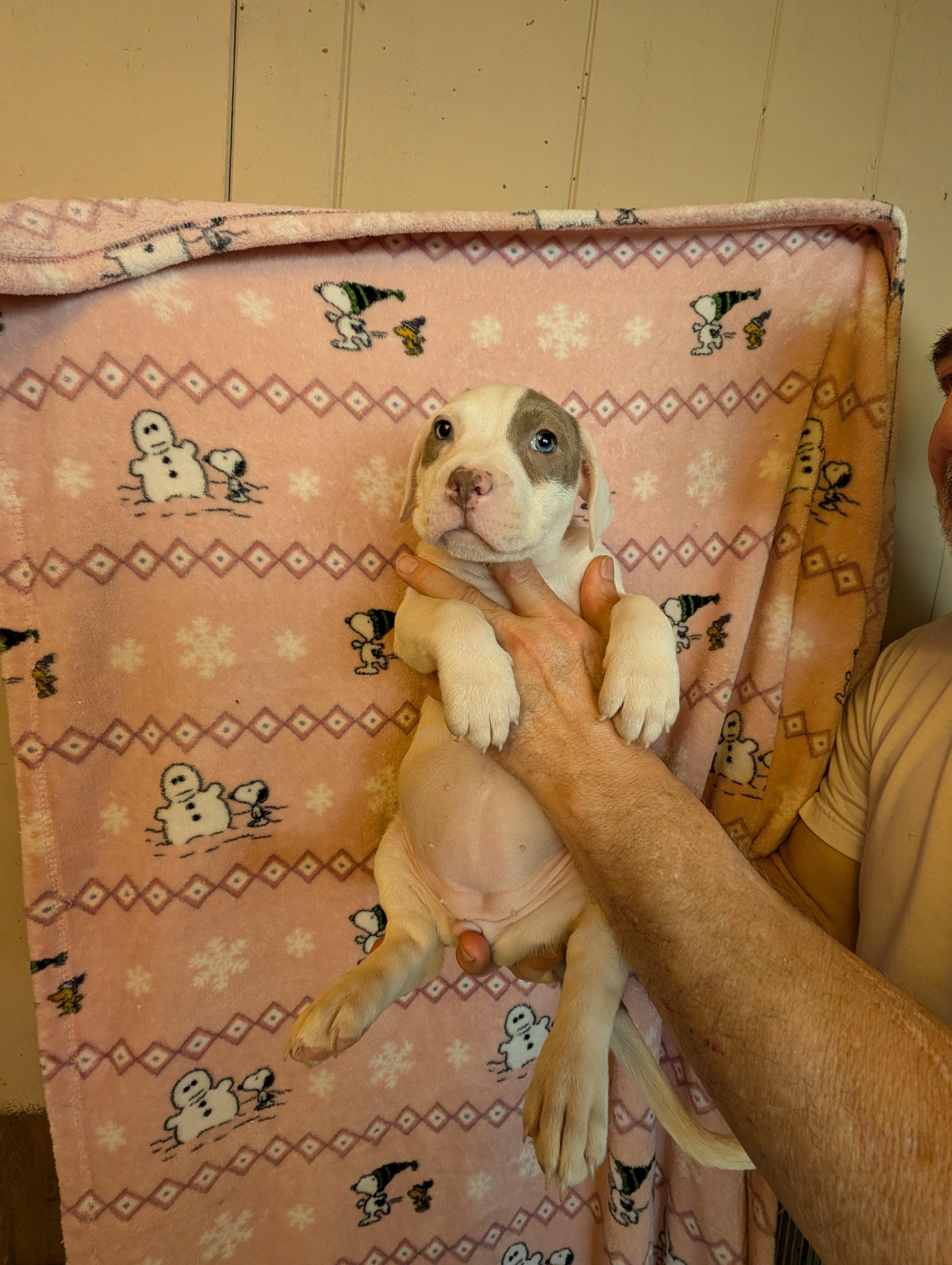 Enlarge JOY, an adopted mixed breed in Browns Mills, NJ image 1/4