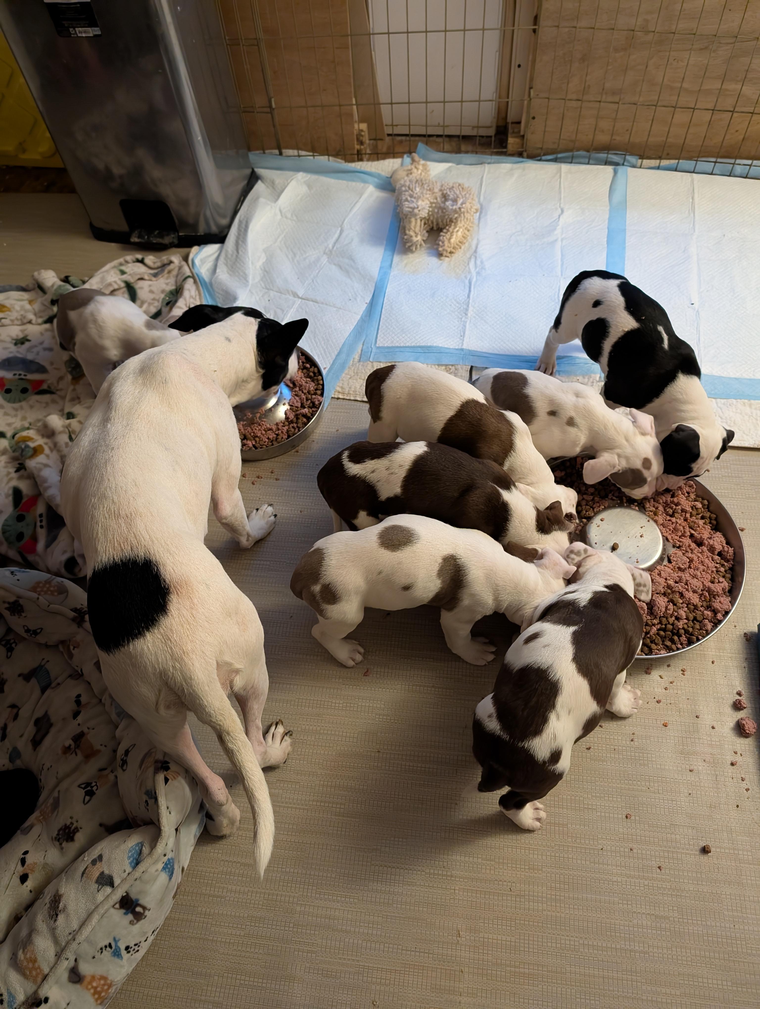 Enlarge JOY, an adopted mixed breed in Browns Mills, NJ image 3/4