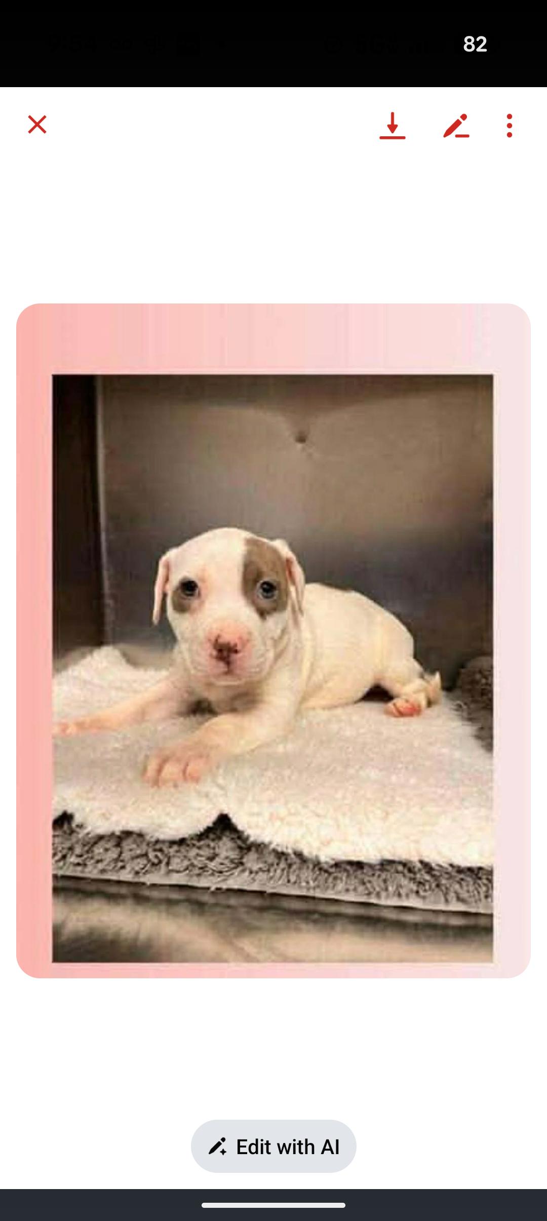 Enlarge JOY, an adopted mixed breed in Browns Mills, NJ image 4/4