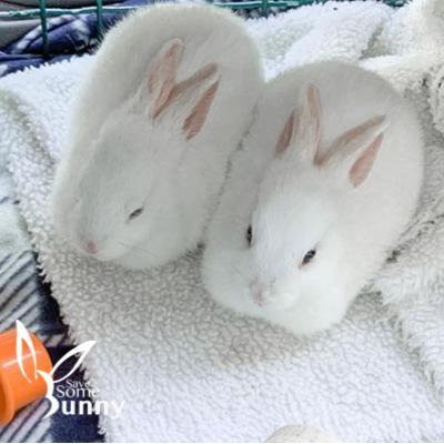 Lilo (and Stitch), Adopted, Adult Female Bunny Rabbit.
