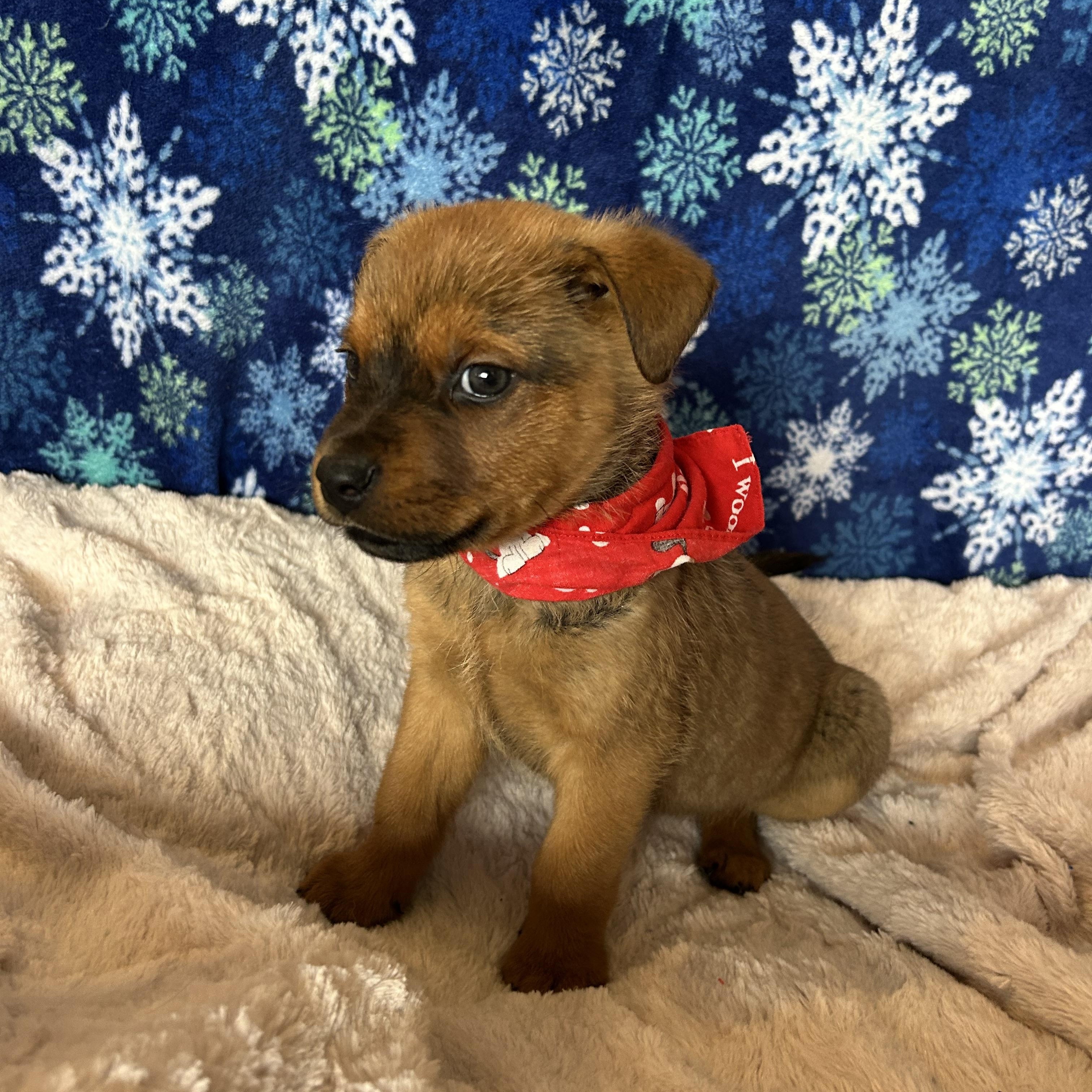 Duke, Adoptable, Puppy Male Shepherd & Rottweiler.