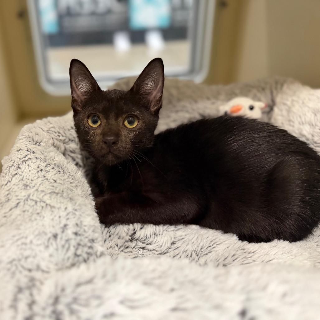 Enlarge ShoeLace, a Adoptable Domestic Short Hair in Sarasota, FL image 1/1
