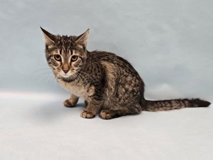 Enlarge Aang, a Adoptable Domestic Short Hair in Coon Rapids, MN image 1/1