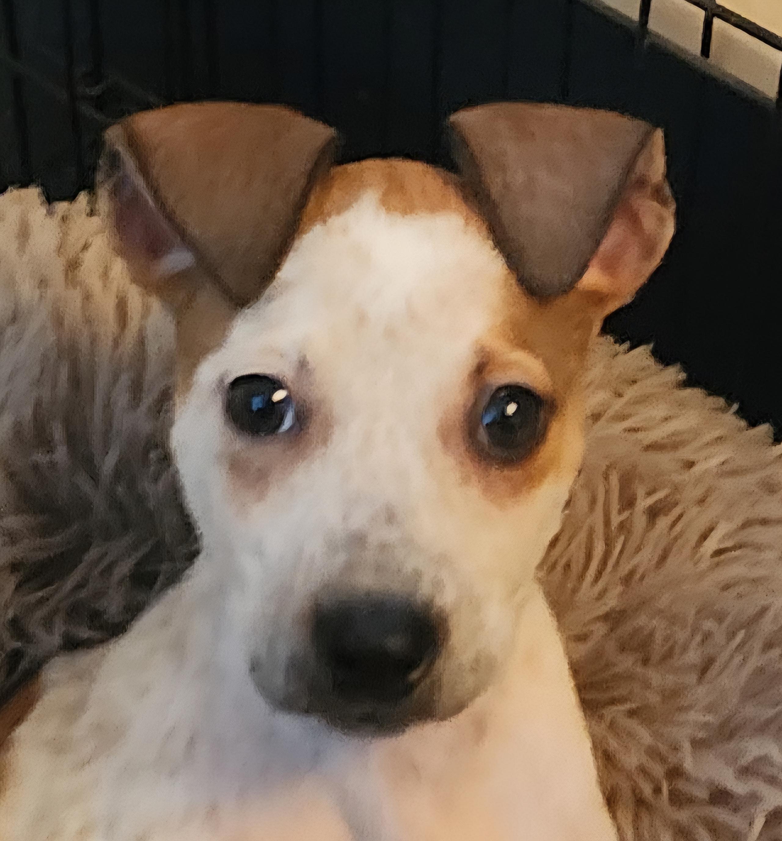 Enlarge Serena, an adopted mixed breed in Lafayette, CA image 2/2