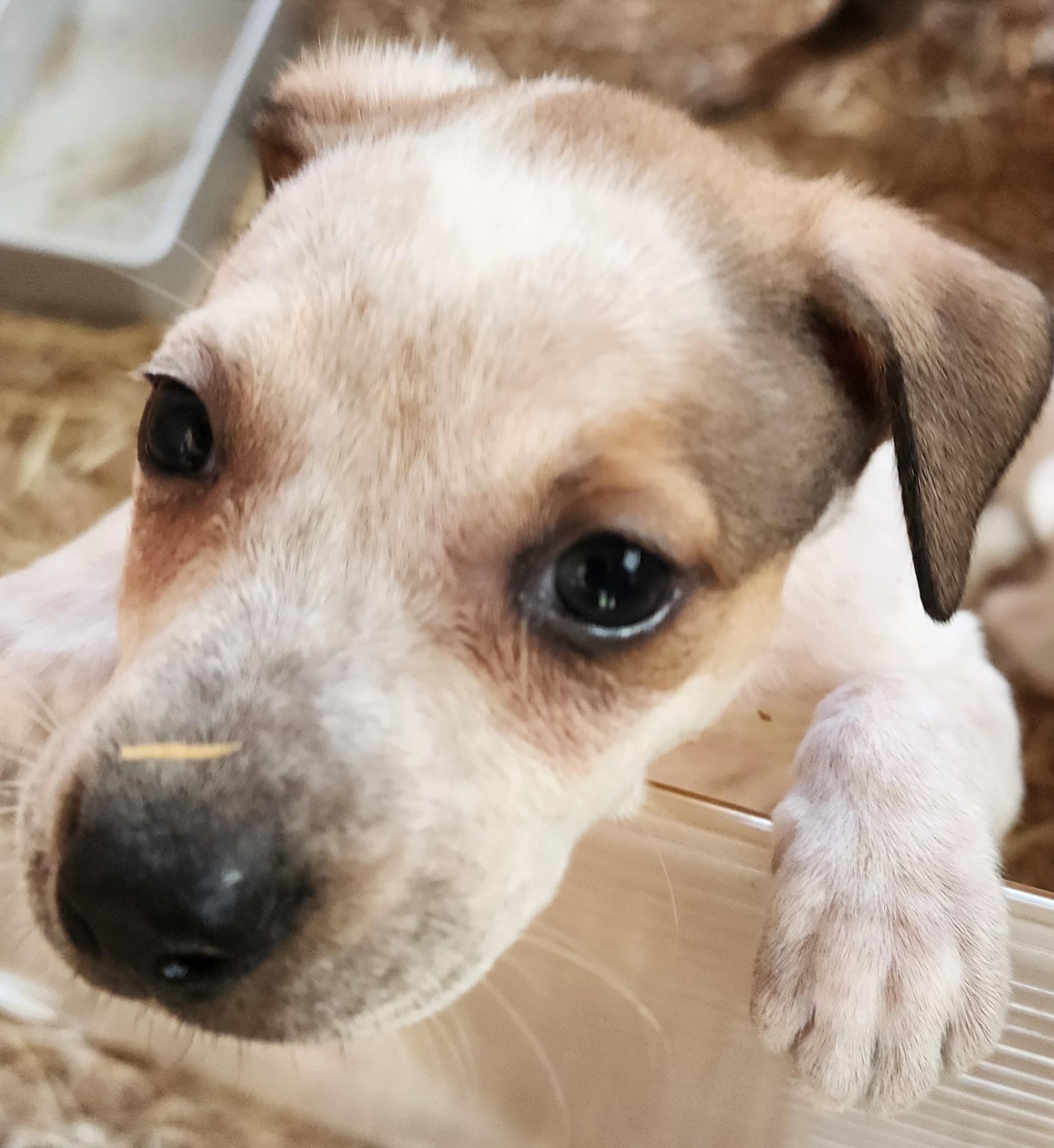 Enlarge Serena, an adopted mixed breed in Lafayette, CA image 1/2