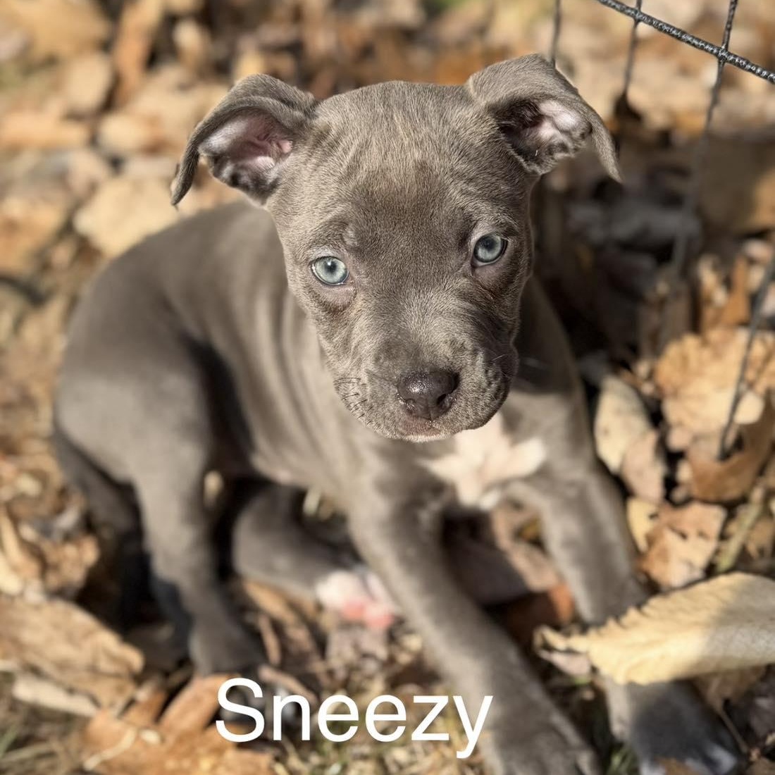 Enlarge Sneezy, a ADOPTABLE mixed breed in Pleasant Ridge, MI image 1/2