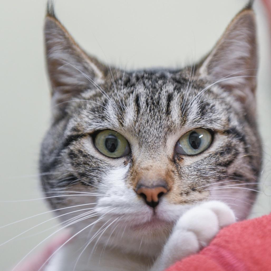 Anya, Adoptable, Young Female Domestic Short Hair.