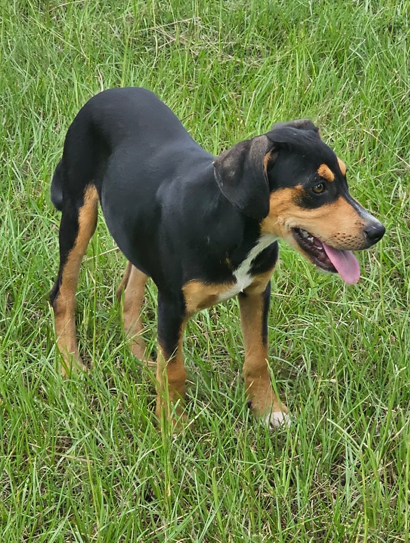 Zowie, Adoptable, Young Male Feist & Hound.